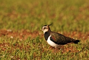 Lapwing